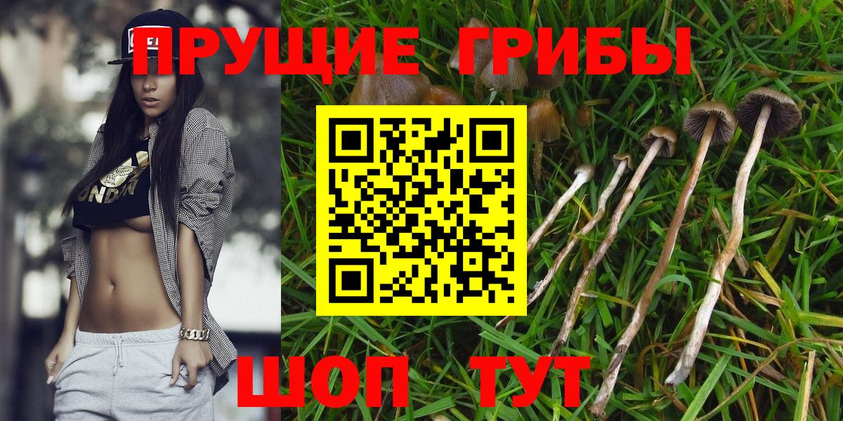 Галлюциногенные грибы Psilocybe Тавда